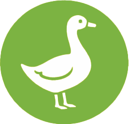 Gęś Pastwiskowa