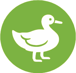 Kaczka Pastwiskowa