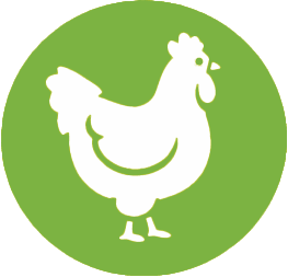 Kurczak Pastwiskowy