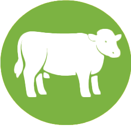 Bydło Highland